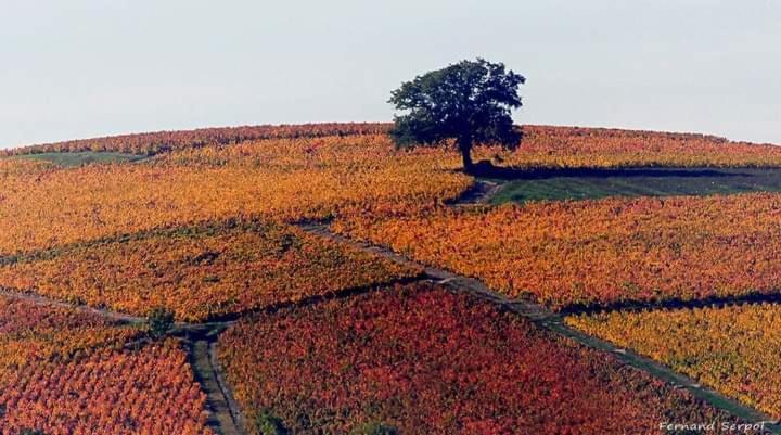 Foudres Du Chene Du Py Panzió Villié-Morgon Kültér fotó